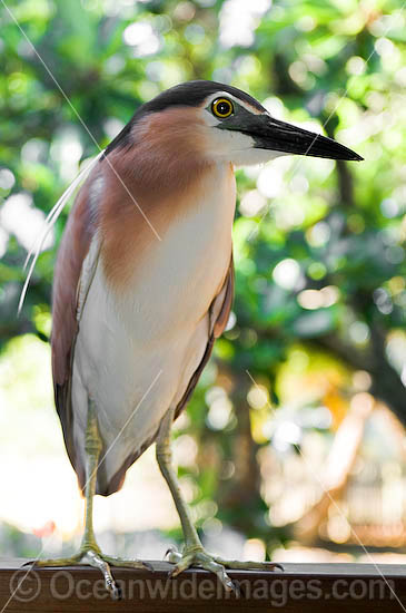 Nankeen Heron Nycticorax caledonicus photo