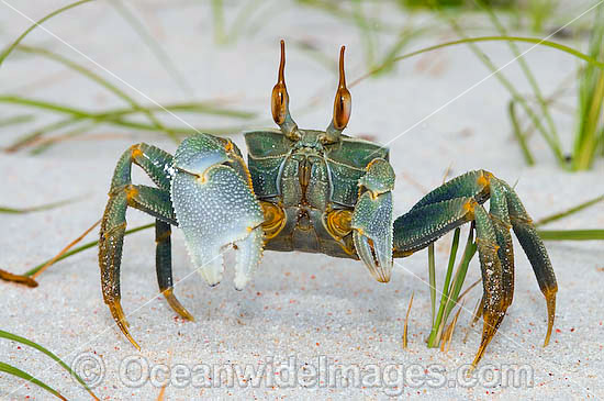 Ghost Crab