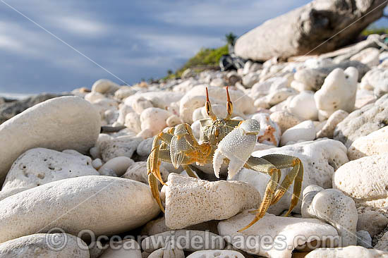 Horn-eyed Ghost Crab Cocos Island photo