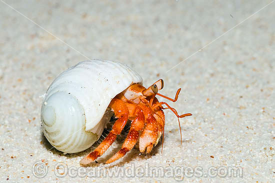 Red Hermit Crab Cocos Island photo