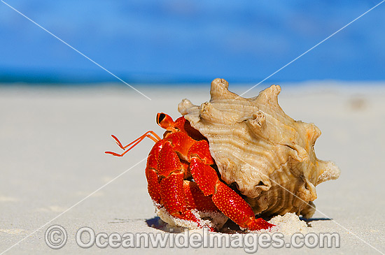 Red Hermit Crab (Coenobita perlata). Cocos (Keeling) Islands, Indian Ocean, Australia Photo - Gary Bell