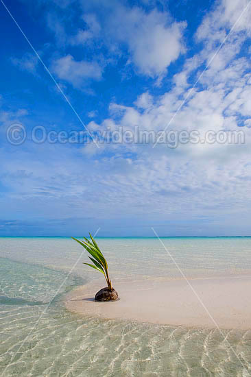 Coconut tropical beach Cocos Islands photo