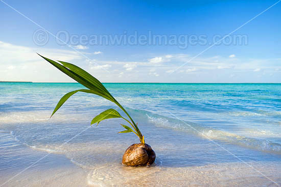 Germinating coconut washed ashore on a tropical beach. Cocos (Keeling) Islands, Indian Ocean, Australia Photo - Gary Bell