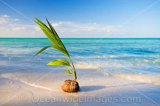 Germinating coconut washed ashore on a tropical beach. Cocos (Keeling) Islands, Indian Ocean, Australia Photo - Gary Bell Germinating coconut washed ashore on a tropical beach. Cocos (Keeling) Islands, Indian Ocean, Australia Photo - Gary Bell