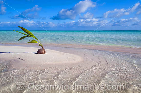 Germinating coconut washed ashore on a tropical beach. Cocos (Keeling) Islands, Indian Ocean, Australia Photo - Gary Bell