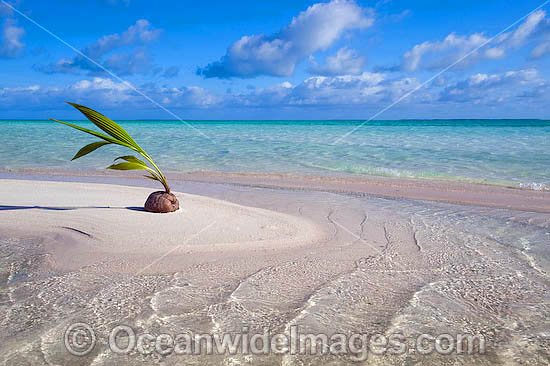 Germinating coconut washed ashore on a tropical beach. Cocos (Keeling) Islands, Indian Ocean, Australia Photo - Gary Bell Germinating coconut washed ashore on a tropical beach. Cocos (Keeling) Islands, Indian Ocean, Australia Photo - Gary Bell