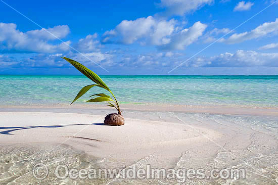 Germinating coconut washed ashore on a tropical beach. Cocos (Keeling) Islands, Indian Ocean, Australia Photo - Gary Bell Germinating coconut washed ashore on a tropical beach. Cocos (Keeling) Islands, Indian Ocean, Australia Photo - Gary Bell