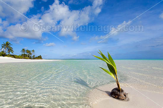 Germinating coconut washed ashore on a tropical beach. Cocos (Keeling) Islands, Indian Ocean, Australia Photo - Gary Bell Germinating coconut washed ashore on a tropical beach. Cocos (Keeling) Islands, Indian Ocean, Australia Photo - Gary Bell