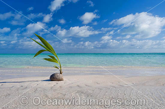 Germinating coconut washed ashore on a tropical beach. Cocos (Keeling) Islands, Indian Ocean, Australia Photo - Gary Bell Germinating coconut washed ashore on a tropical beach. Cocos (Keeling) Islands, Indian Ocean, Australia Photo - Gary Bell