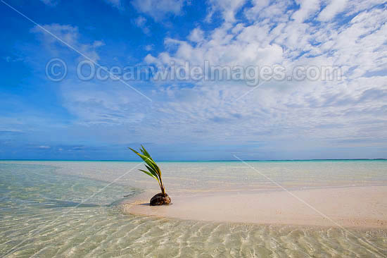 Germinating coconut washed ashore on a tropical beach. Cocos (Keeling) Islands, Indian Ocean, Australia Photo - Gary Bell Germinating coconut washed ashore on a tropical beach. Cocos (Keeling) Islands, Indian Ocean, Australia Photo - Gary Bell