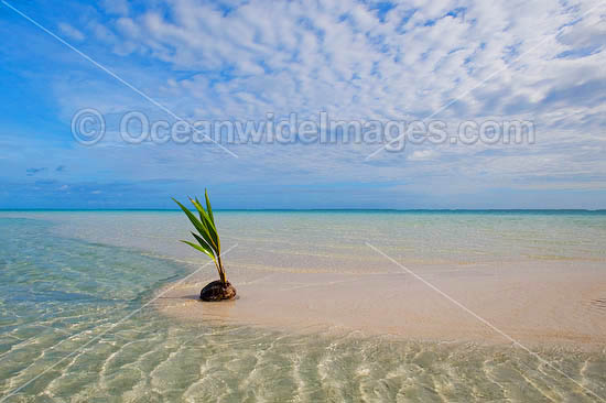 Germinating coconut washed ashore on a tropical beach. Cocos (Keeling) Islands, Indian Ocean, Australia Photo - Gary Bell Germinating coconut washed ashore on a tropical beach. Cocos (Keeling) Islands, Indian Ocean, Australia Photo - Gary Bell