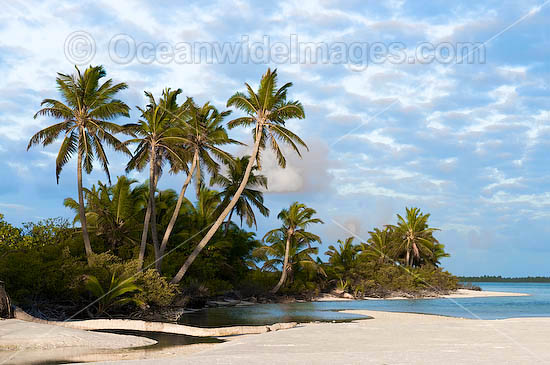 Tropical coconut palm beach and lagoon. Cocos (Keeling) Islands, Indian Ocean, Australia Photo - Gary Bell Tropical coconut palm beach and lagoon. Cocos (Keeling) Islands, Indian Ocean, Australia Photo - Gary Bell