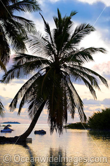 Tropical coconut palms reaching out into lagoon at sunset. Cocos (Keeling) Islands, Indian Ocean, Australia Photo - Gary Bell Tropical coconut palms reaching out into lagoon at sunset. Cocos (Keeling) Islands, Indian Ocean, Australia Photo - Gary Bell