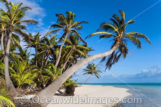 Tropical coconut palm fringed beach and crystal lagoon water. Cocos (Keeling) Islands, Indian Ocean, Australia Photo - Gary Bell