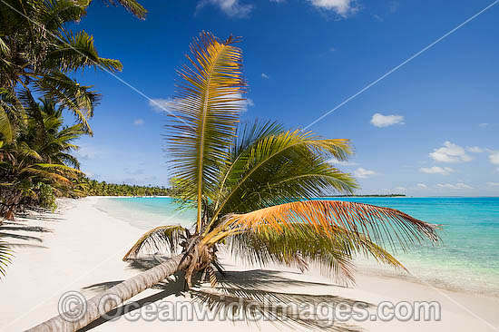Coconut palm on a tropical beach adjacent crystal lagoon water. Cocos (Keeling) Islands, Indian Ocean, Australia Photo - Gary Bell Coconut palm on a tropical beach adjacent crystal lagoon water. Cocos (Keeling) Islands, Indian Ocean, Australia Photo - Gary Bell