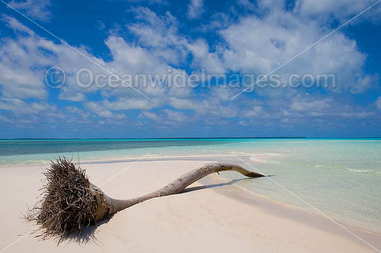 Coconut palm washed ashore on a tropical beach adjacent crystal lagoon water. Cocos (Keeling) Islands, Indian Ocean, Australia Photo - Gary Bell Coconut palm washed ashore on a tropical beach adjacent crystal lagoon water. Cocos (Keeling) Islands, Indian Ocean, Australia Photo - Gary Bell