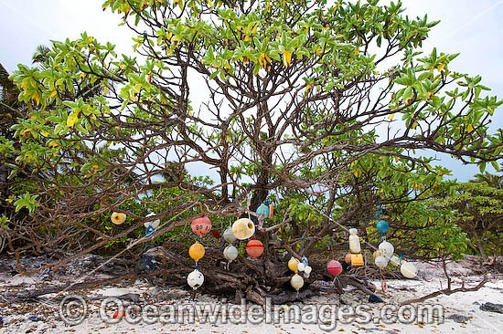 Fishing floats hanging from a tropical beach tree, placed on the tree by beach combers. Cocos (Keeling) Islands, Indian Ocean, Australia Photo - Gary Bell