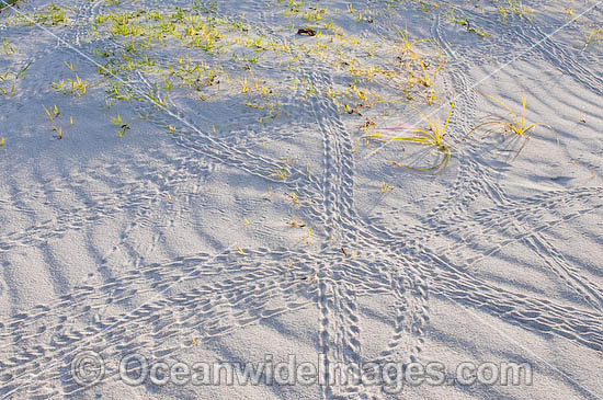 Tracks in beach sand made by Red Hermit Crab (Coenobita perlata). Cocos (Keeling) Islands, Indian Ocean, Australia Photo - Gary Bell Tracks in beach sand made by Red Hermit Crab (Coenobita perlata). Cocos (Keeling) Islands, Indian Ocean, Australia Photo - Gary Bell