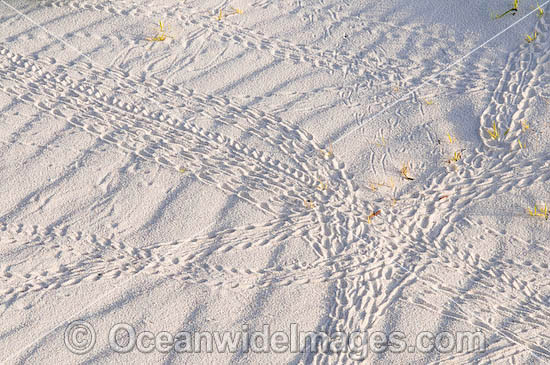 Red Hermit Crab tracks in sand photo