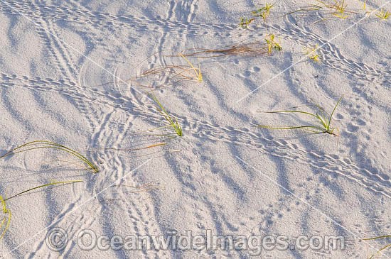 Tracks in beach sand made by Red Hermit Crab (Coenobita perlata). Cocos (Keeling) Islands, Indian Ocean, Australia Photo - Gary Bell