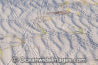 Red Hermit Crab tracks Photo - Gary Bell
