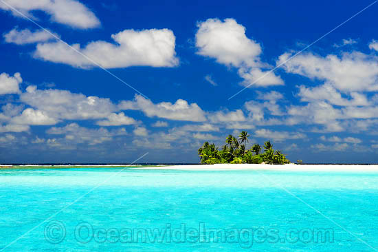 Tropical island coconut palms photo