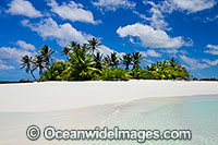 island coconut palms Photo - Gary Bell