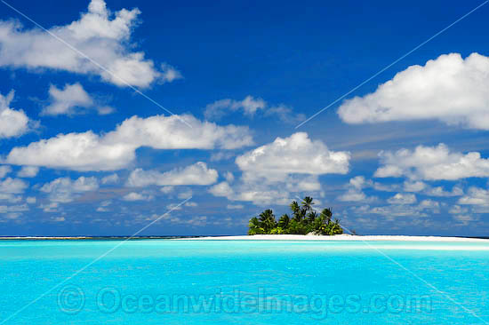 Tropical island coconut palms photo