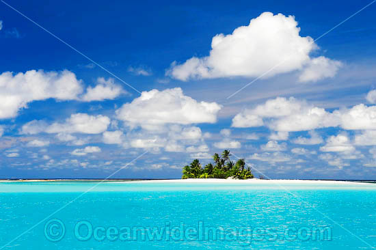 Tropical island coconut palms photo