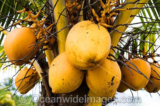 Coconut Palm Fruit photo