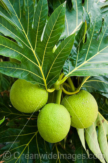 Breadfruit photo