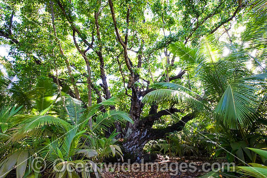 Ballnut tree Calophyllum Inophyllum photo