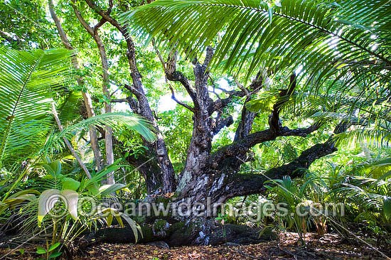 Ballnut Tree (Calophyllum Inophyllum). Native from East Africa, southern India to Malaysia and Australia. This image was taken at Cocos (Keeling) Islands, Indian Ocean, Australia Photo - Gary Bell