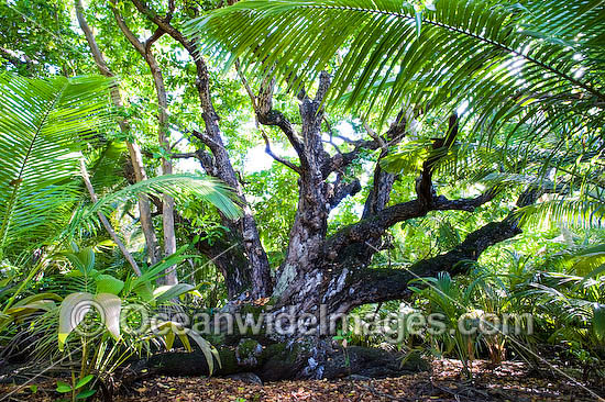 Ballnut Tree (Calophyllum Inophyllum). Native from East Africa, southern India to Malaysia and Australia. This image was taken at Cocos (Keeling) Islands, Indian Ocean, Australia Photo - Gary Bell Ballnut Tree (Calophyllum Inophyllum). Native from East Africa, southern India to Malaysia and Australia. This image was taken at Cocos (Keeling) Islands, Indian Ocean, Australia Photo - Gary Bell