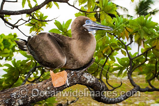 Red-footed Booby Cocos Islands photo Red-footed Booby Cocos Islands photo