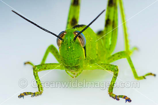 Giant Grasshopper Valanga irregularis photo
