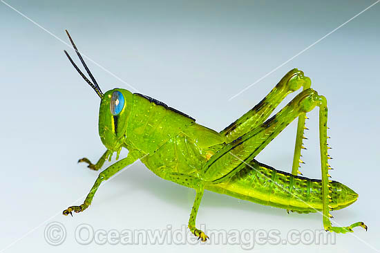 Giant Grasshopper photo