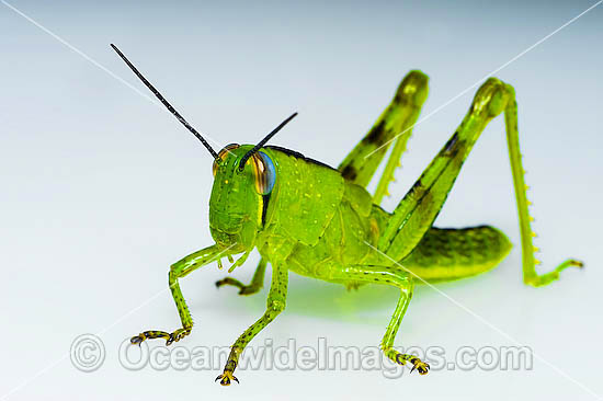 Giant Grasshopper Valanga irregularis photo
