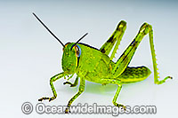 Giant Grasshopper Valanga irregularis Photo - Gary Bell