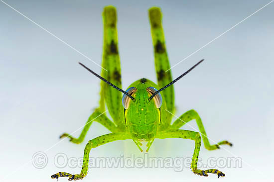 Australian Giant Grasshopper photo