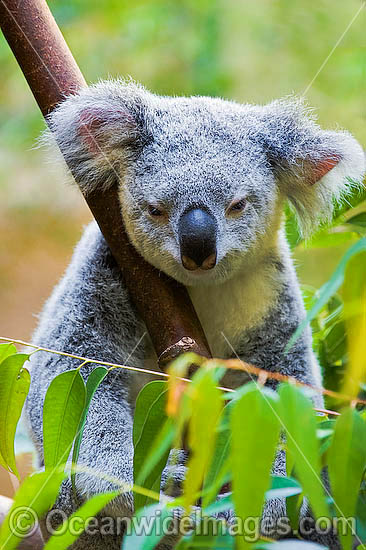 Koala Phascolarctos cinereus photo