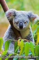 Koala Phascolarctos cinereus Photo - Gary Bell