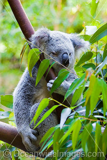 Koala Phascolarctos cinereus photo