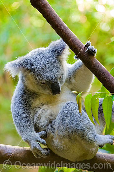 Koala Phascolarctos cinereus photo Koala Phascolarctos cinereus photo