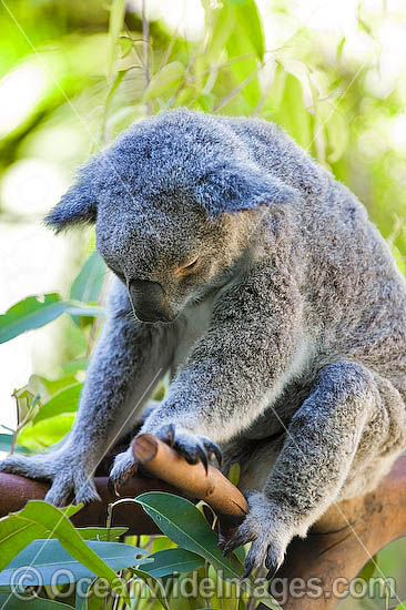 Koala photo Koala photo