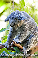 Koala Photo - Gary Bell