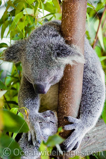 Koala Phascolarctos cinereus photo