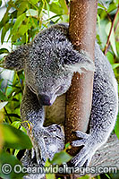 Koala Phascolarctos cinereus Photo - Gary Bell