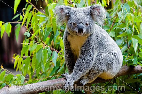 Koala (Phascolarctos cinereus) - resting in an eucalypt gum tree. South-east Queensland, Australia Photo - Gary Bell