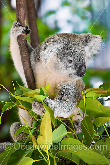 Koala photo Koala photo